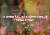 LOL猫咪梗图大赏，从混子挂件到峡谷团宠，这只猫凭啥火了五年？