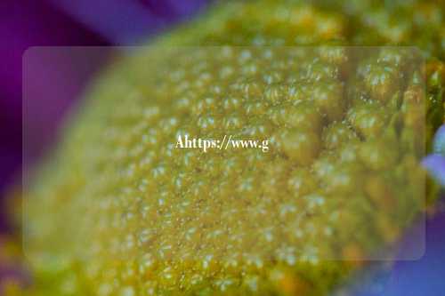 Ahttps://www.g