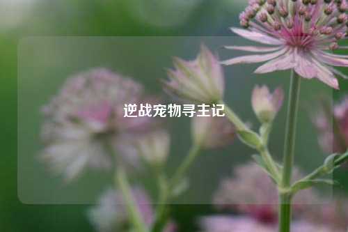 逆战宠物寻主记